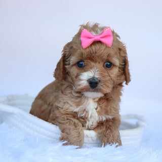 Theresa - Available 10/15