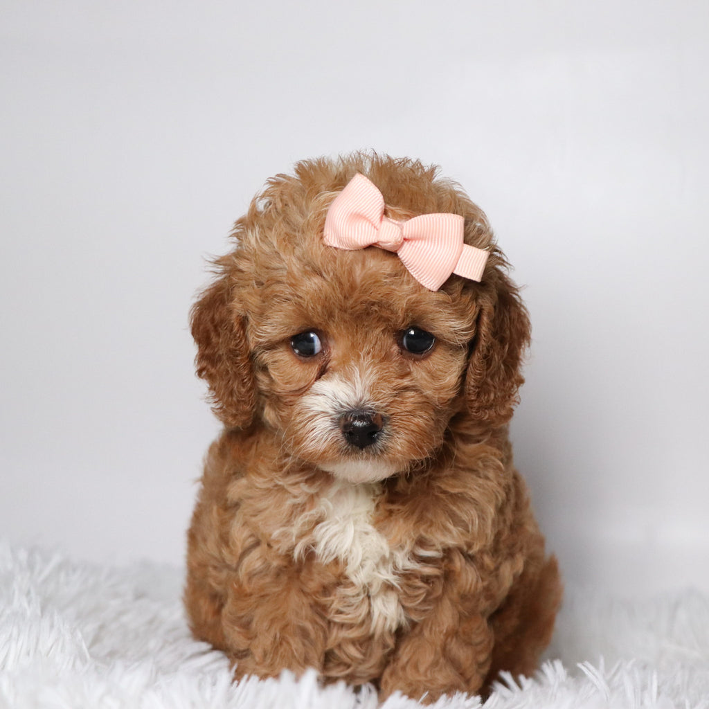 Theresa - Available 10/15