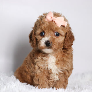 Theresa - Available 10/15