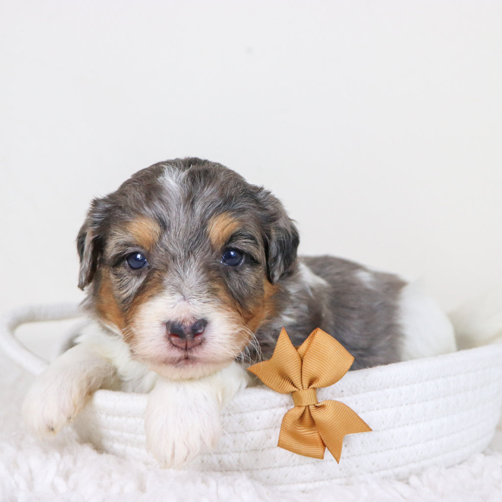 Thomas - Available Now