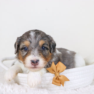 Thomas - Available Now