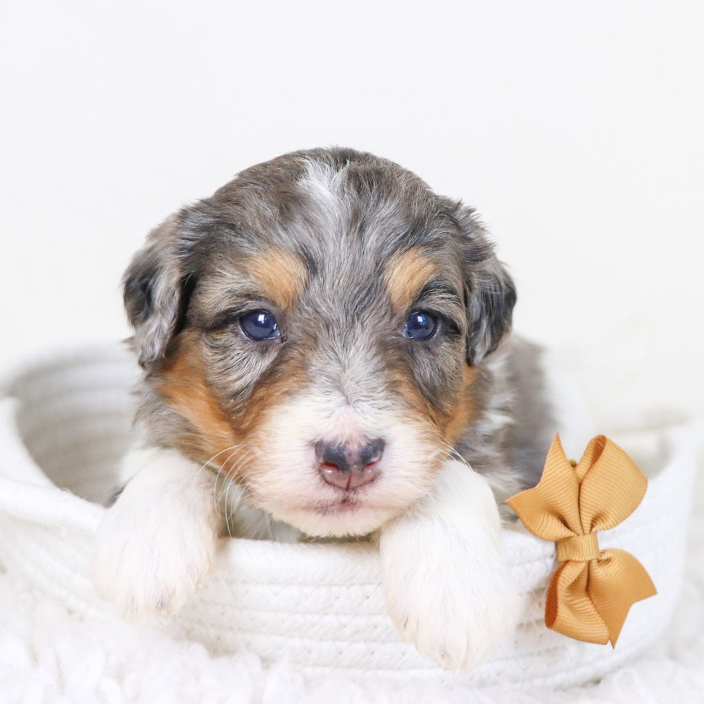 Thomas - Available 11/12