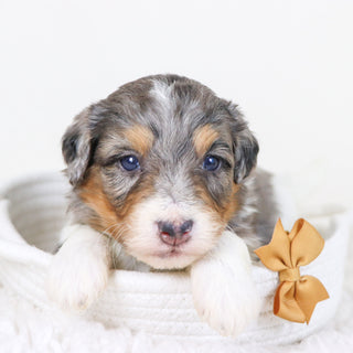 Thomas - Available Now