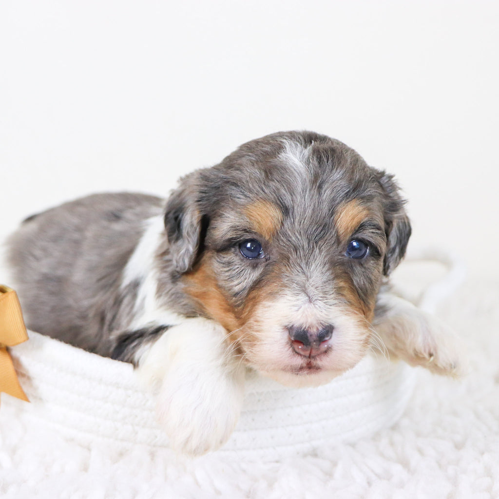 Thomas - Available 11/12