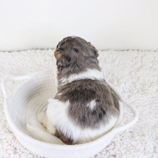 Thomas - Available 11/12