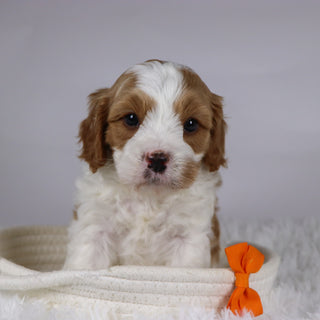 Tiger - available 12/2