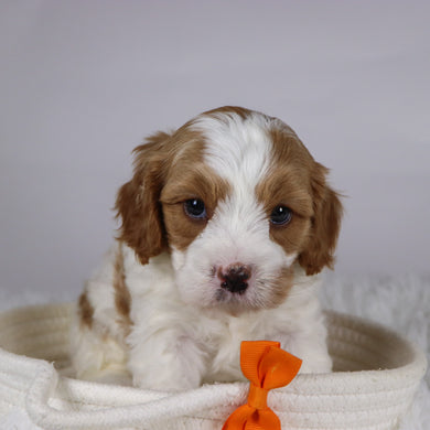 Tiger - available 12/2