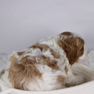 Tiger - available 12/2