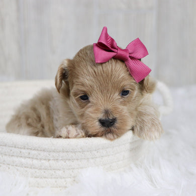 Tilda - Available 2/11