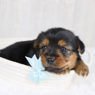 Timmy - Available Now