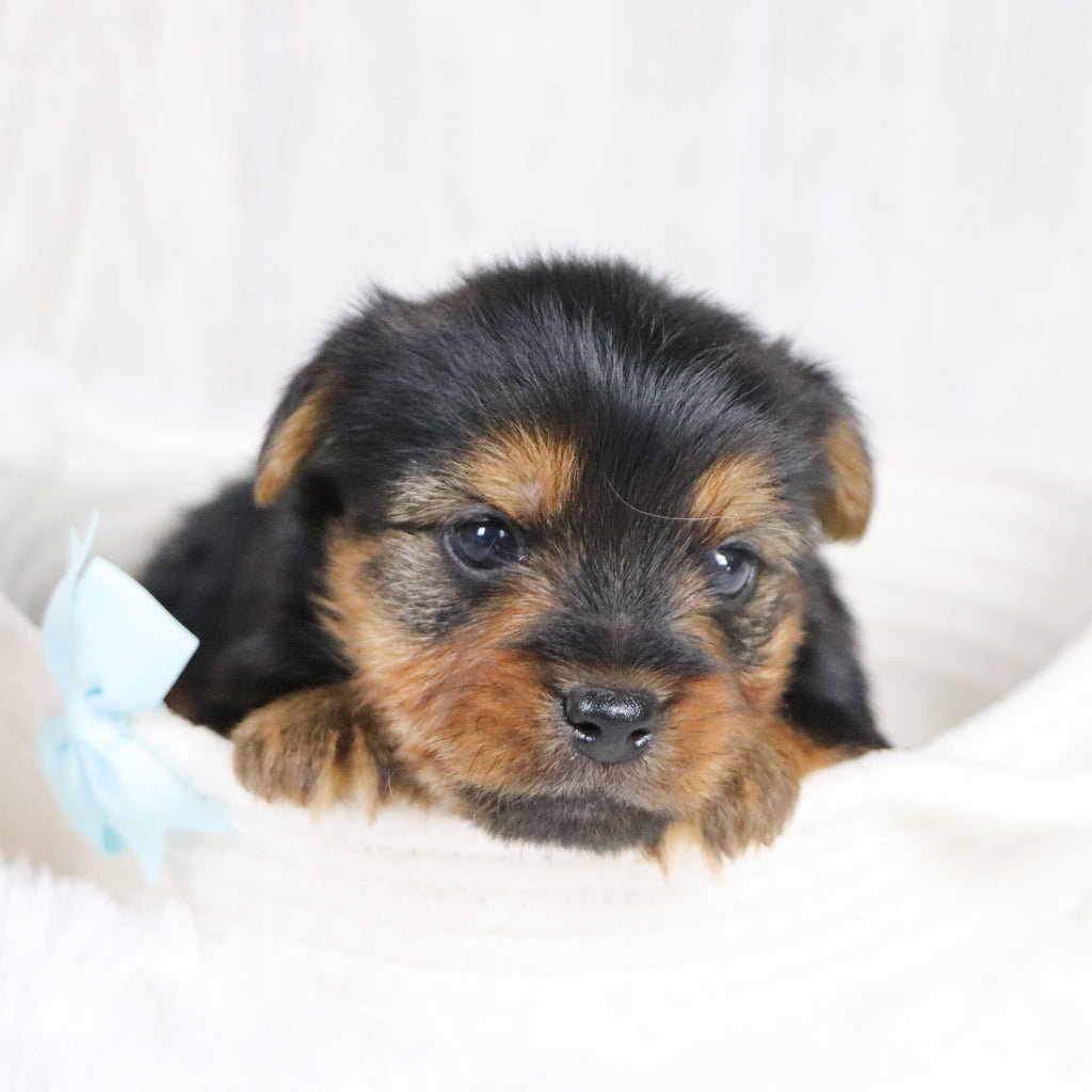 Timmy - Available Now