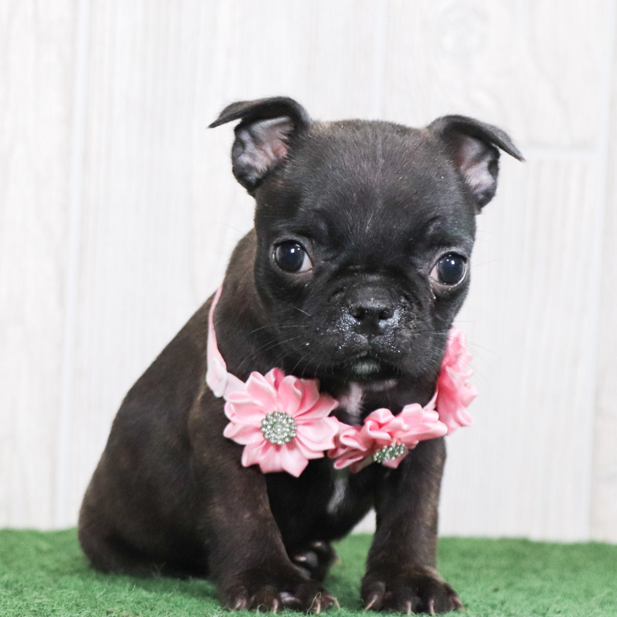 Puppies for sale in Shelby, North Carolina