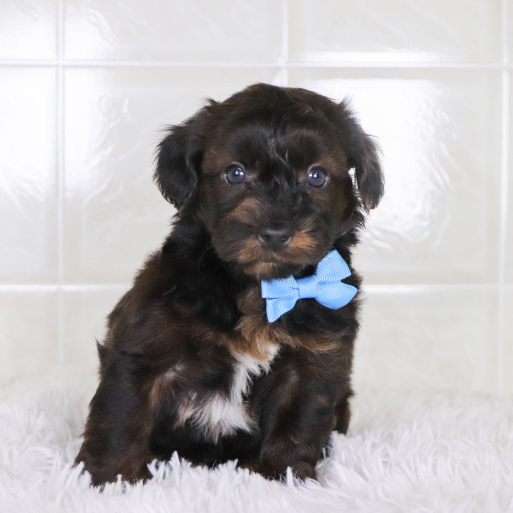 Todd - Available Now