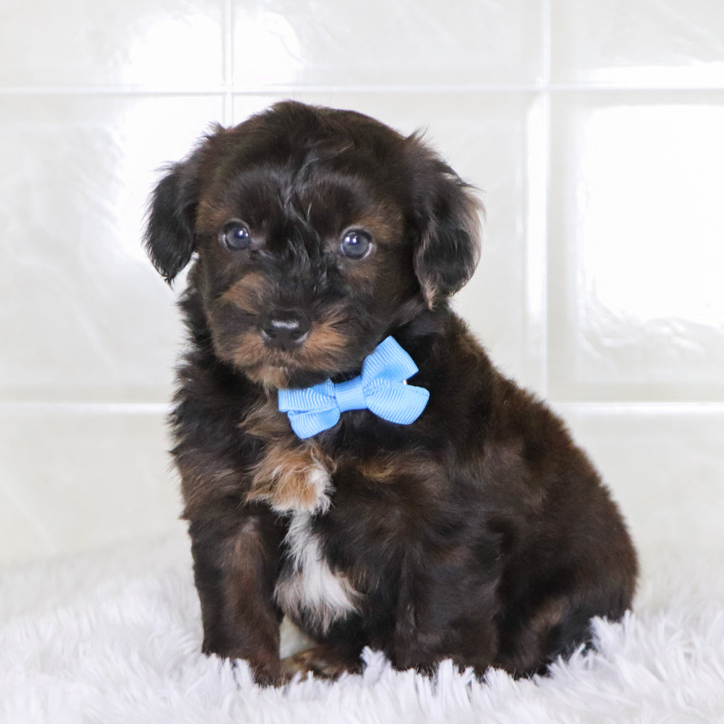 Todd - Available Now