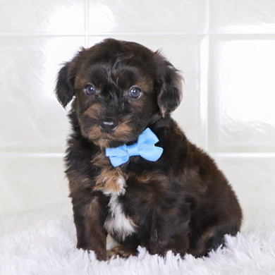 Todd - Available Now