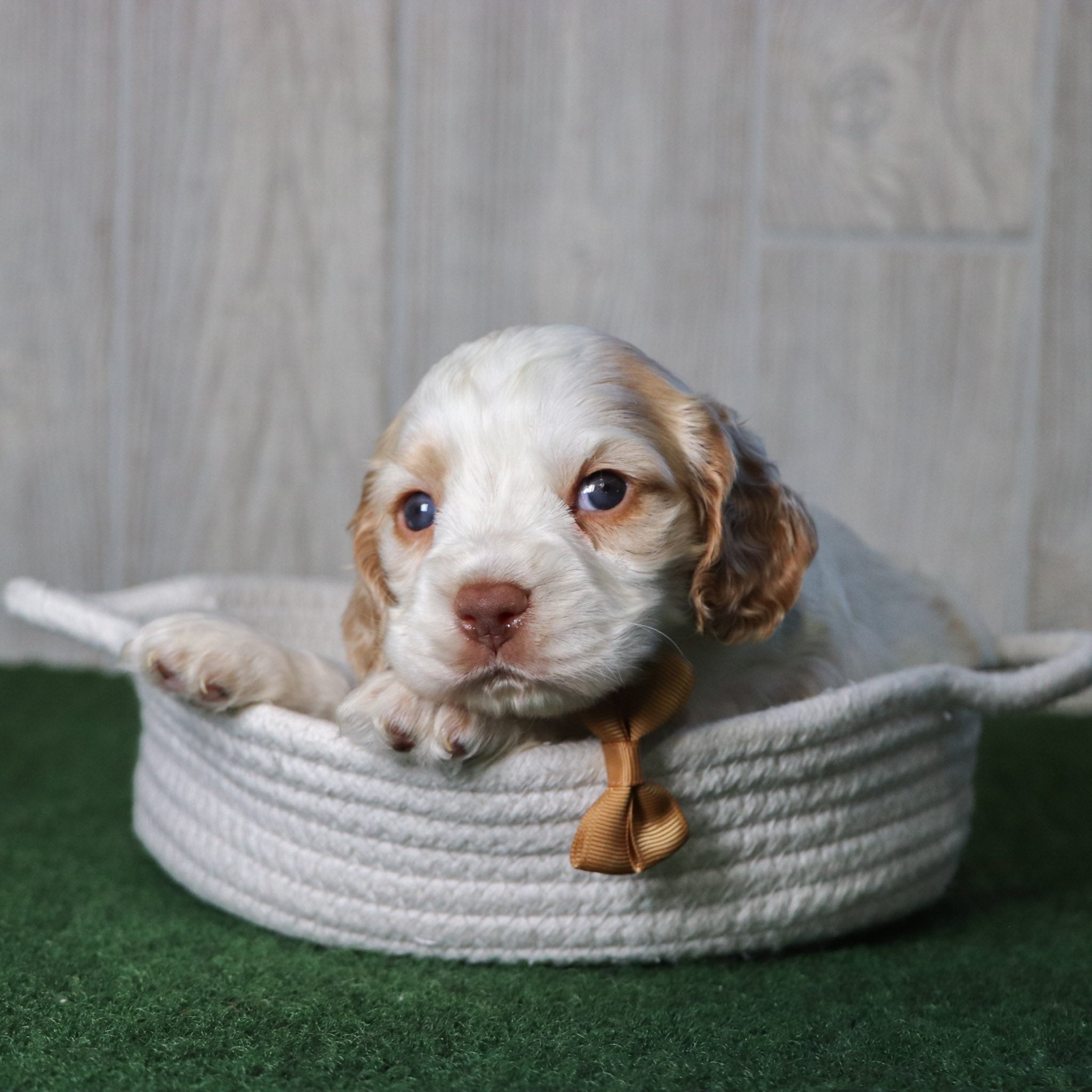 puppies for sale in Yadkinville