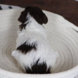 Toni - Available 1/28