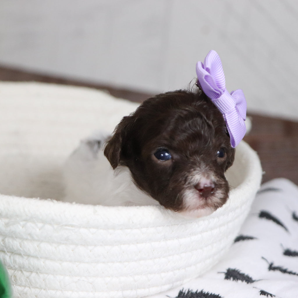 Toni - Available 1/28