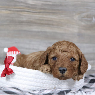 Travis - Available 2/4