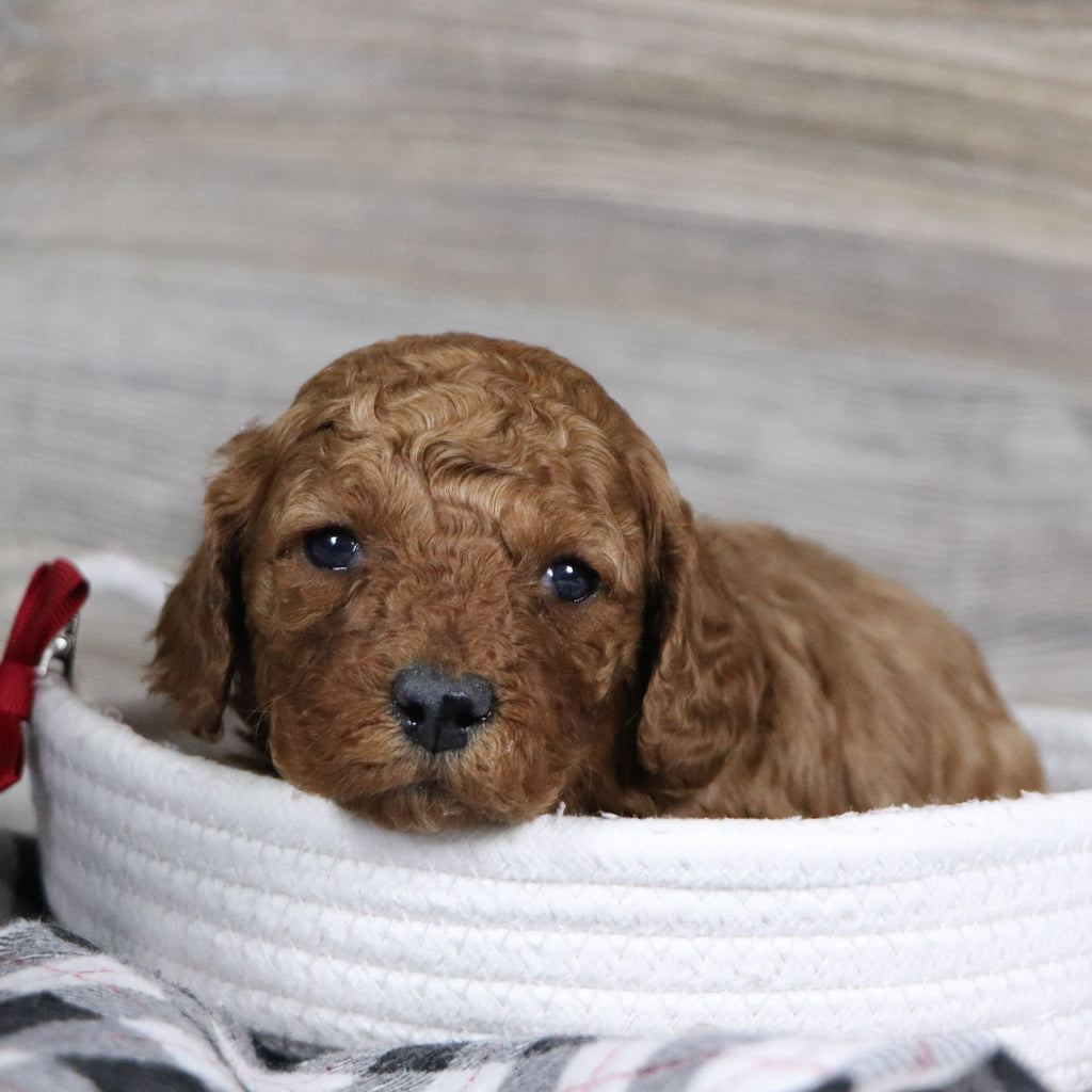 Travis - Available 2/4