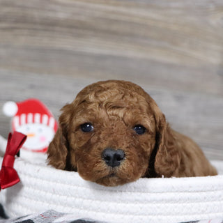 Travis - Available 2/4