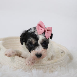 Trish - Available Now