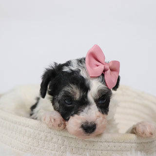 Trish - Available Now