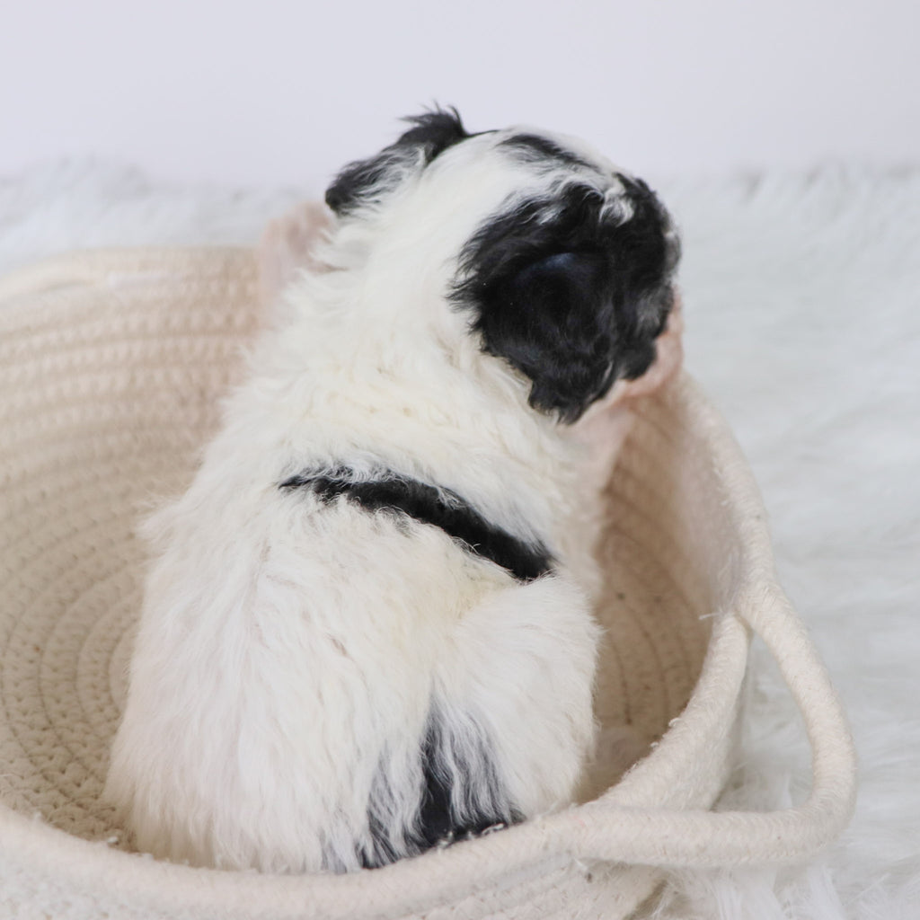 Trish - Available Now