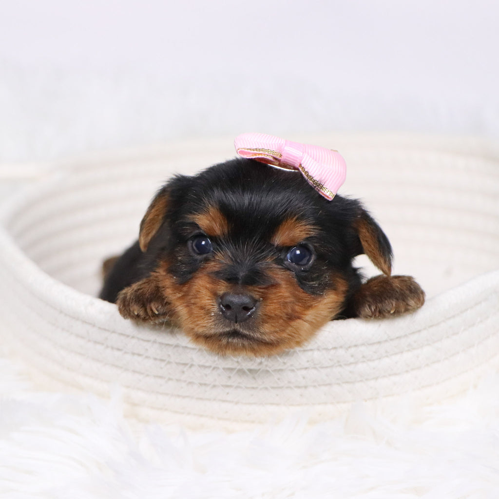 Trudy - Available Now