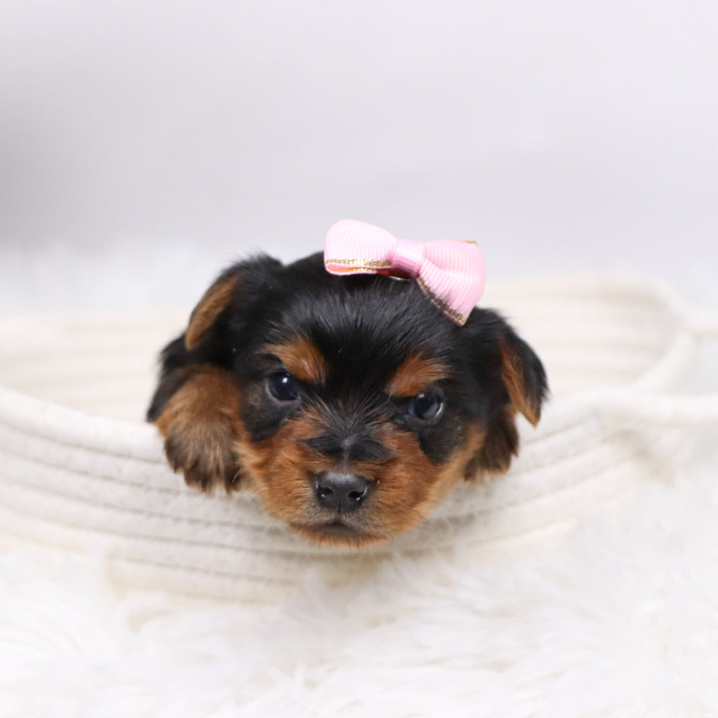 Trudy - Available Now