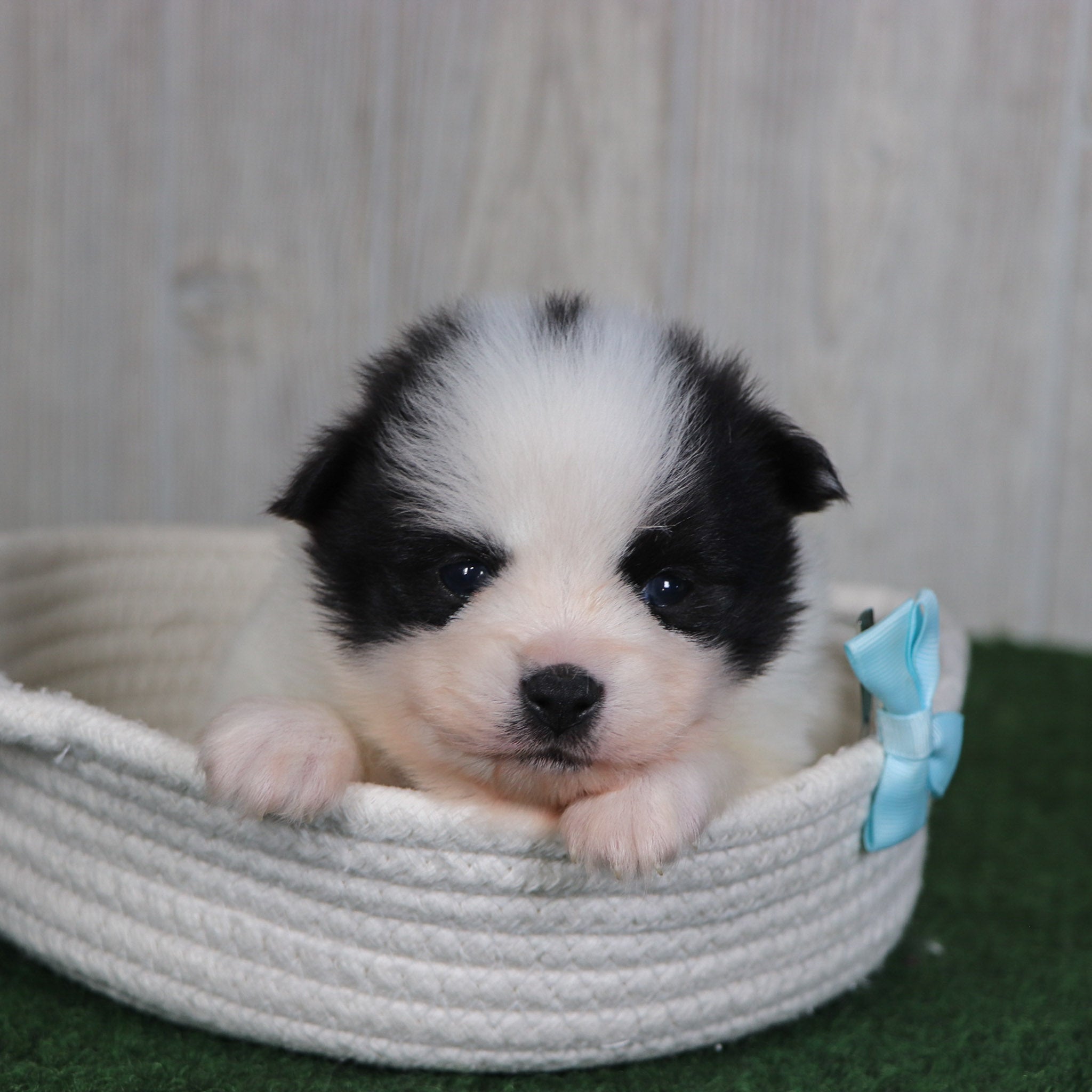 why choose happytail puppies?