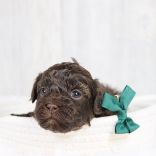 Tulsa - Available 2/11