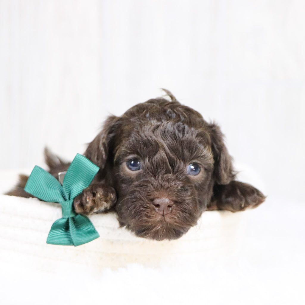 Tulsa - Available 2/11