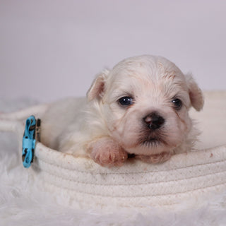 Turbo - Available Now