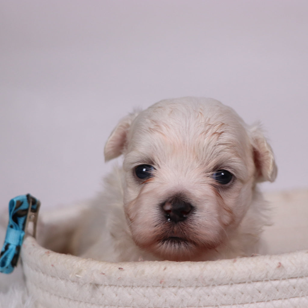 Turbo - Available Now