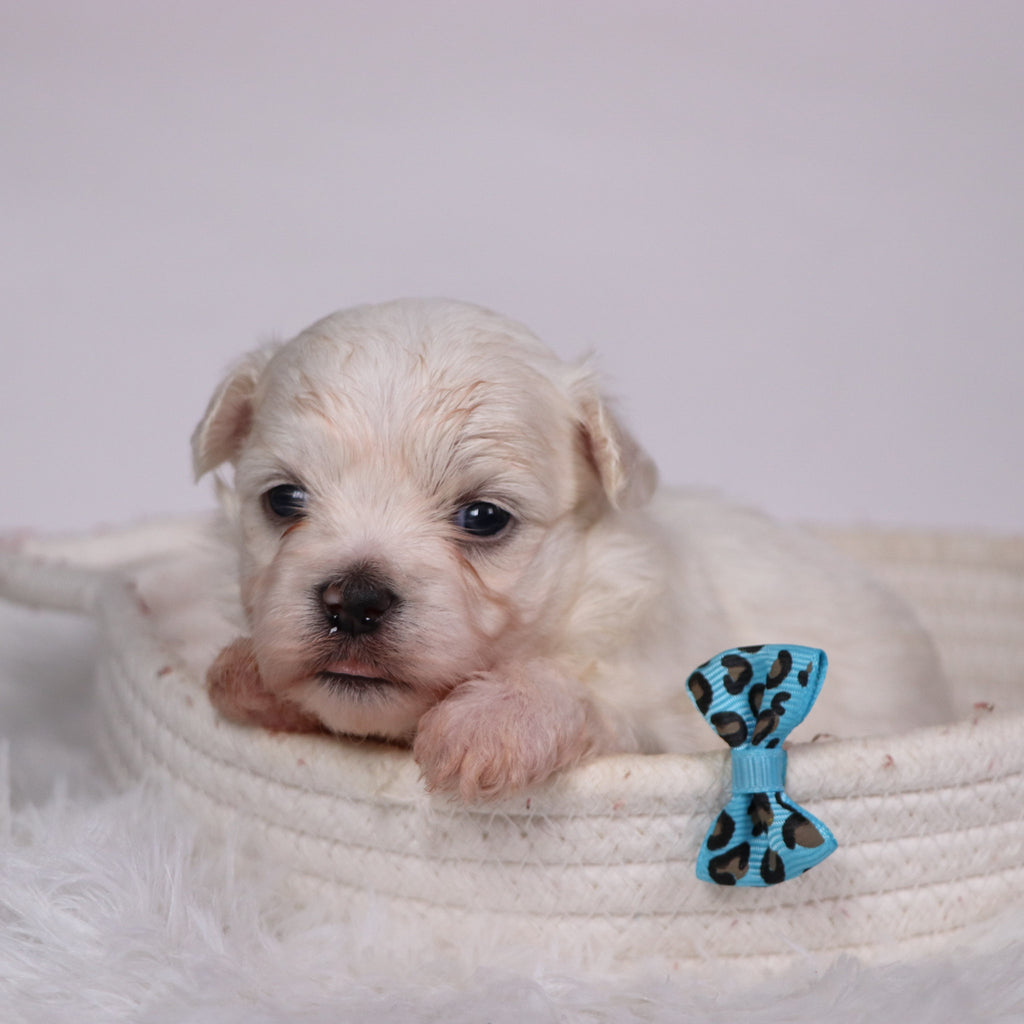 Turbo - Available Now