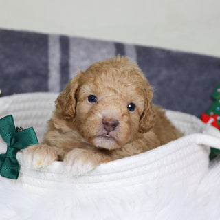 Turtle - Available 1/15