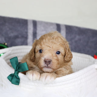 Turtle - Available 1/14