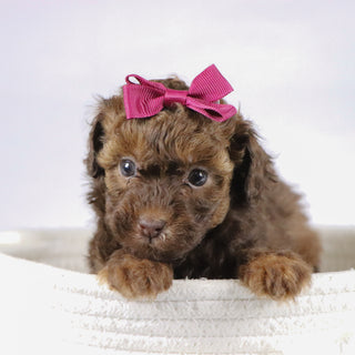 Veronica - Available 11/26