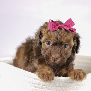 Veronica - Available 11/26