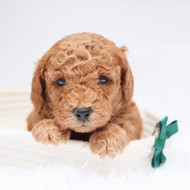 Victor - Available 11/19