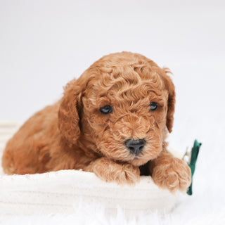 Victor - Available 11/19