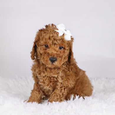 Victor - Available 11/19