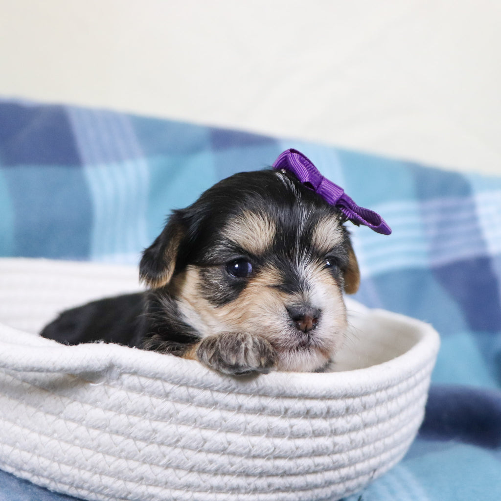 Victoria - Available Now