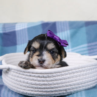 Victoria - Available Now