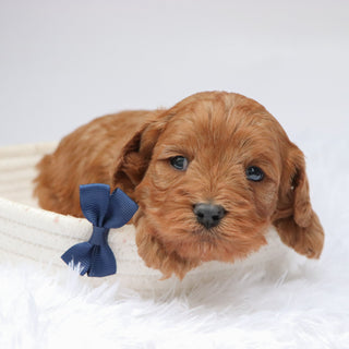 Vince - Available Now