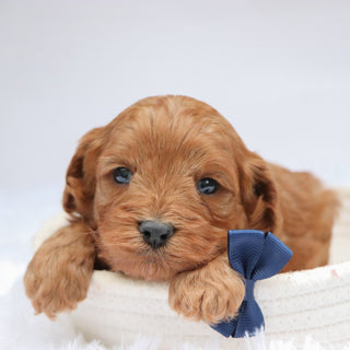 Vince - available 11/19