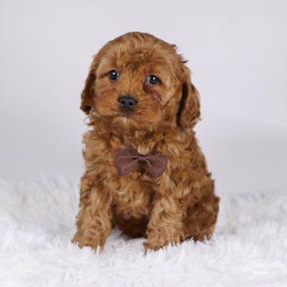 Vince - available 11/19