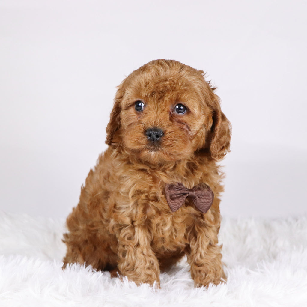 Vince - available 11/19