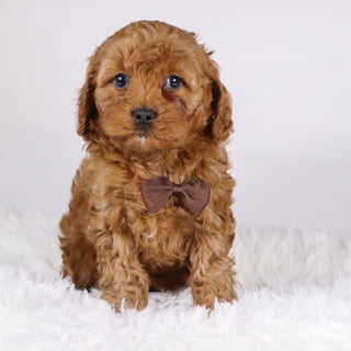 Vince - Available Now